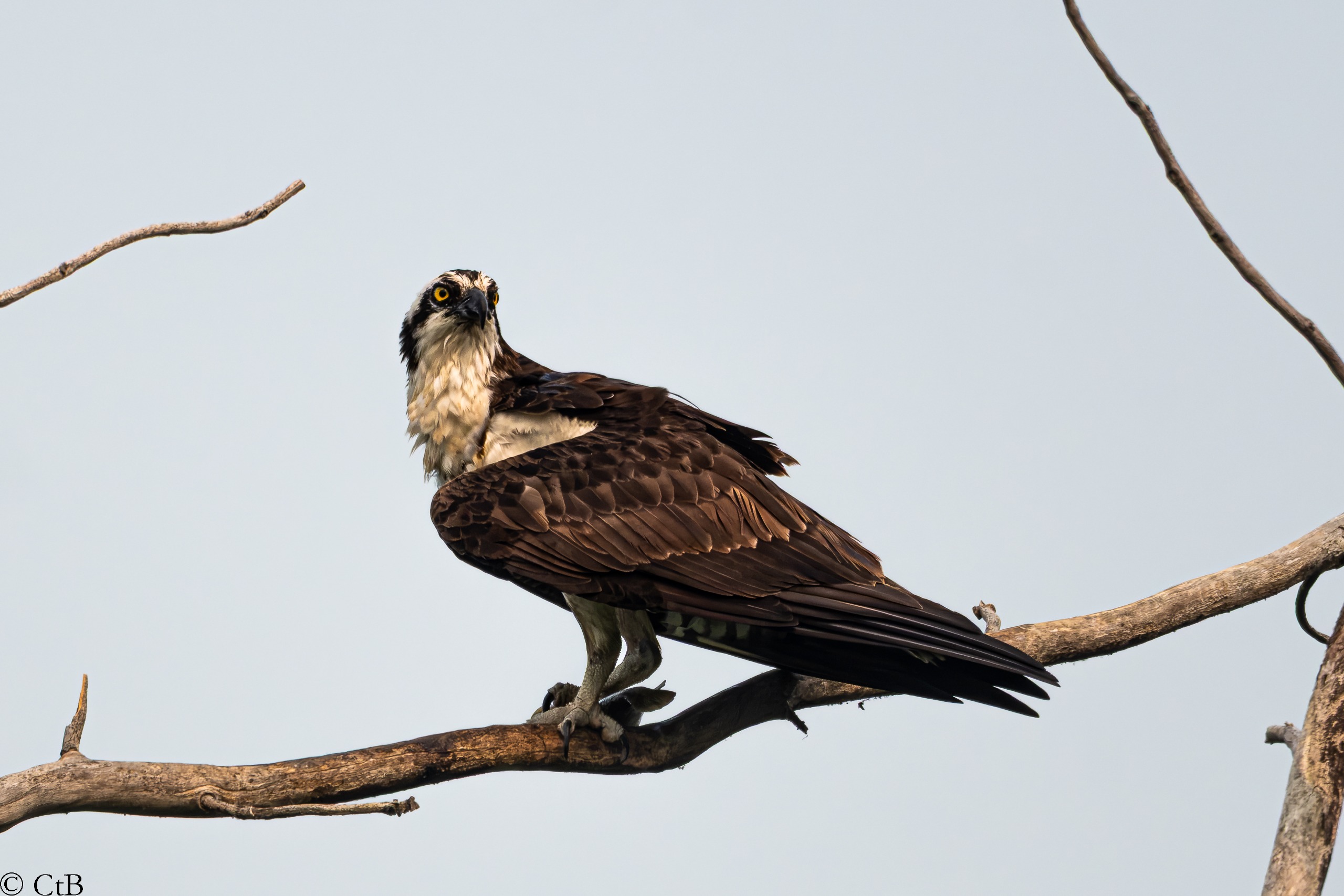 Osprey