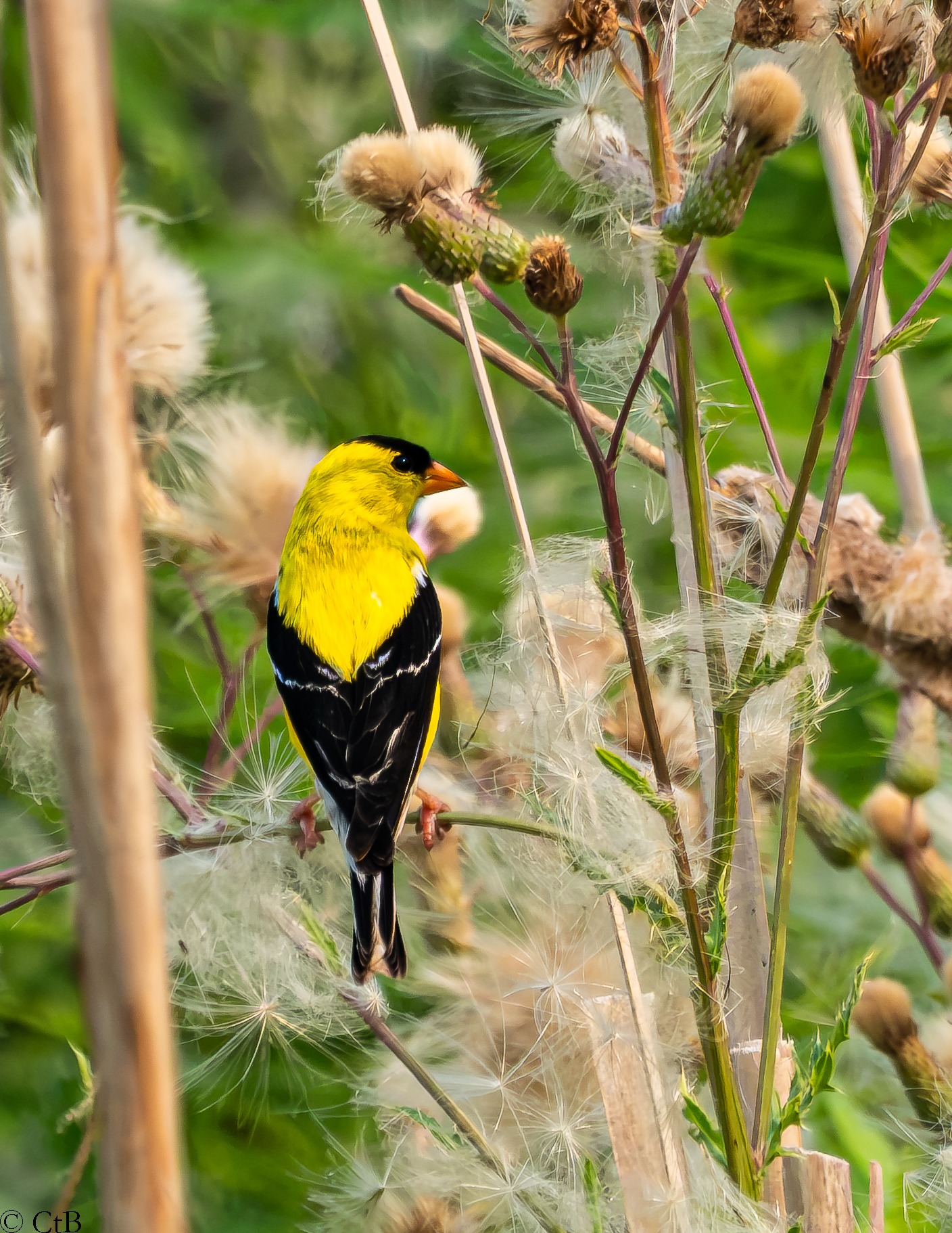 American Goldfinch