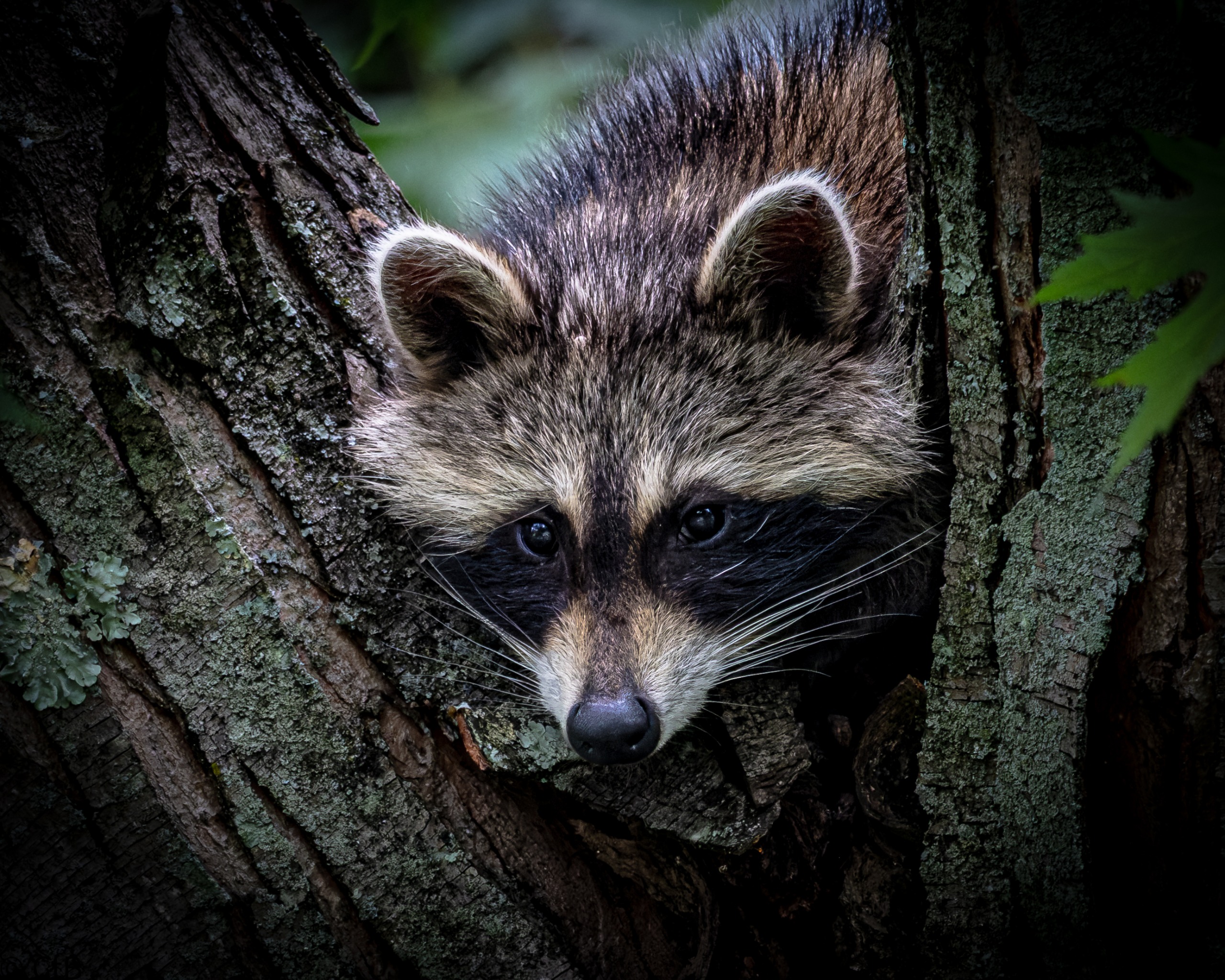 Raccoon