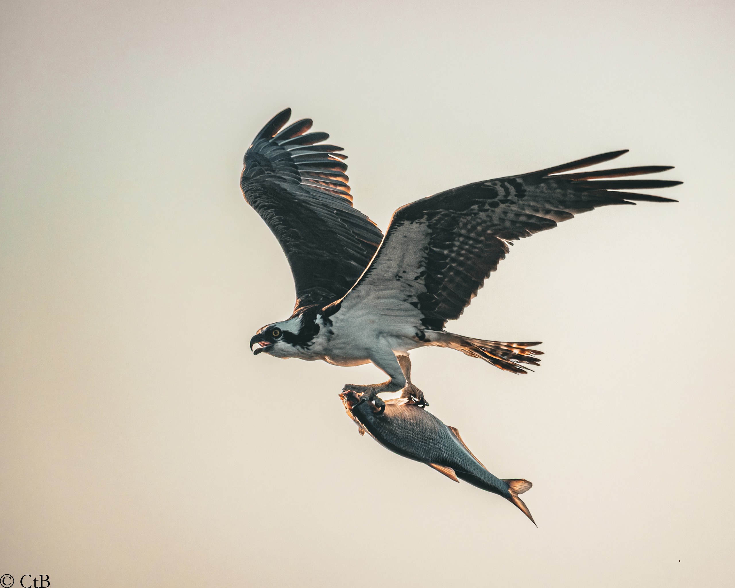 Osprey