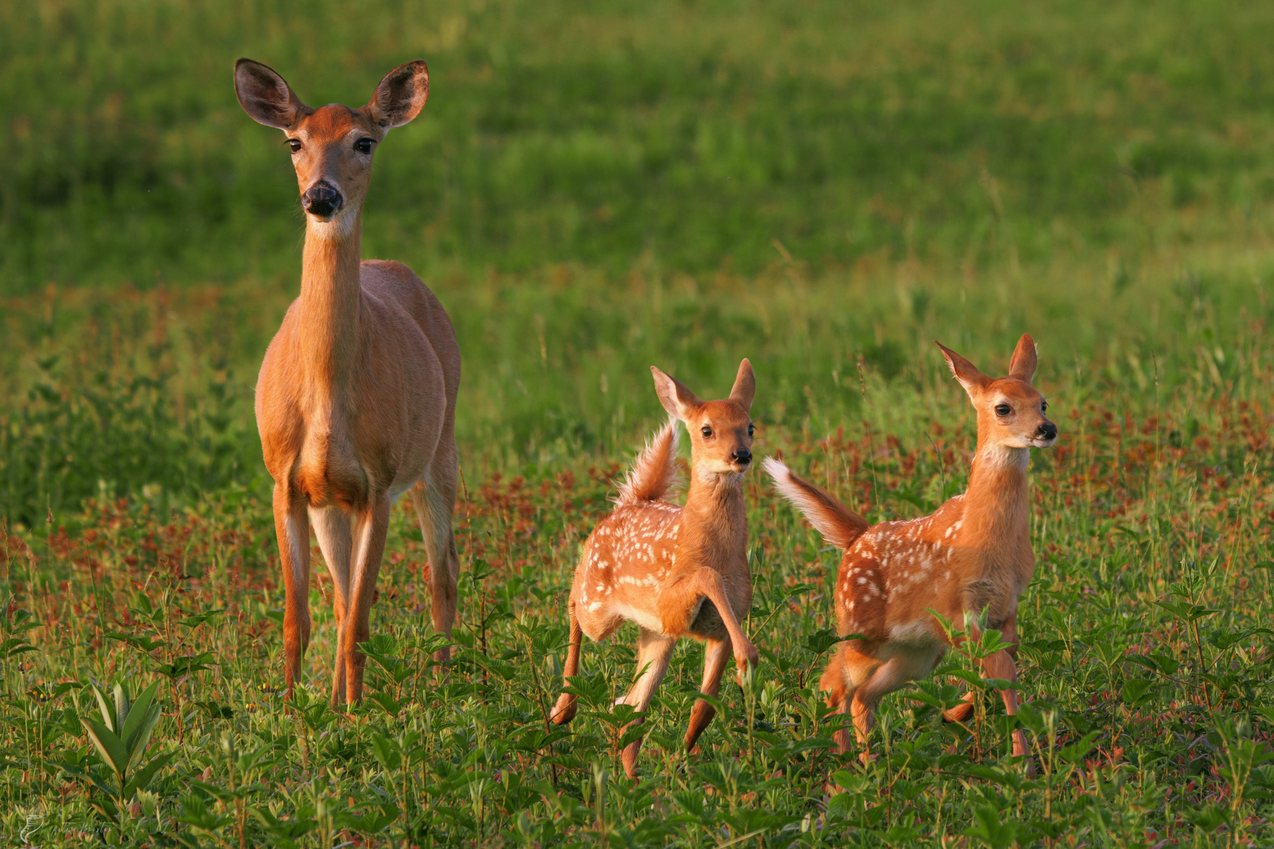 White-tailed Deer